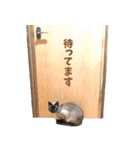 ほぼ、シャム猫。（個別スタンプ：32）