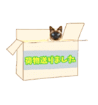 ほぼ、シャム猫。（個別スタンプ：37）