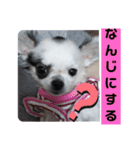 ちわわの関西弁（心菜）（個別スタンプ：4）