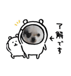 ちわわの関西弁（心菜）（個別スタンプ：7）