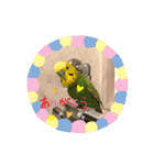 鳥っこインコ2（個別スタンプ：1）