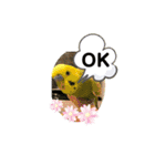鳥っこインコ2（個別スタンプ：2）