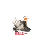 鳥っこインコ2（個別スタンプ：3）