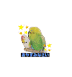鳥っこインコ2（個別スタンプ：4）