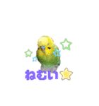 鳥っこインコ2（個別スタンプ：5）
