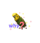 鳥っこインコ2（個別スタンプ：7）