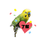 鳥っこインコ2（個別スタンプ：8）