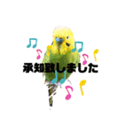 鳥っこインコ2（個別スタンプ：9）