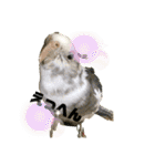 鳥っこインコ2（個別スタンプ：10）