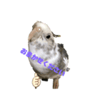 鳥っこインコ2（個別スタンプ：11）