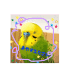鳥っこインコ2（個別スタンプ：13）