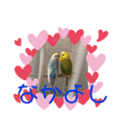 鳥っこインコ2（個別スタンプ：17）