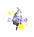 鳥っこインコ2（個別スタンプ：18）