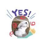 鳥っこインコ2（個別スタンプ：19）