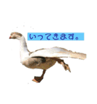 鳥っこインコ2（個別スタンプ：20）