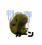 鳥っこインコ2（個別スタンプ：21）