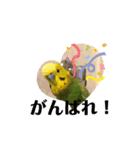 鳥っこインコ2（個別スタンプ：25）