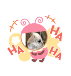 鳥っこインコ2（個別スタンプ：26）