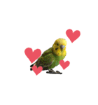 鳥っこインコ2（個別スタンプ：28）