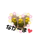鳥っこインコ2（個別スタンプ：30）