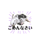 鳥っこインコ2（個別スタンプ：36）