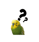 鳥っこインコ2（個別スタンプ：37）