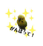 鳥っこインコ2（個別スタンプ：38）