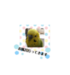 鳥っこインコ2（個別スタンプ：40）