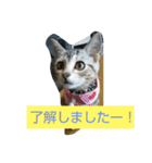 茶トラ＆アメショ（個別スタンプ：2）