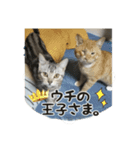 茶トラ＆アメショ（個別スタンプ：4）