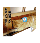 ニャンコちゃん｀s（個別スタンプ：4）