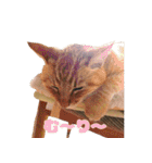 ニャンコちゃん｀s（個別スタンプ：16）