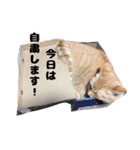 ニャンコちゃん｀s（個別スタンプ：19）