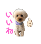 うちのこまちくんスタンプ（個別スタンプ：1）