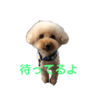 うちのこまちくんスタンプ（個別スタンプ：3）