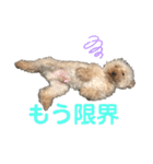 うちのこまちくんスタンプ（個別スタンプ：4）