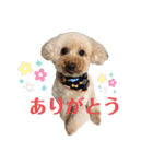 うちのこまちくんスタンプ（個別スタンプ：10）