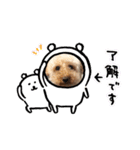うちのこまちくんスタンプ（個別スタンプ：20）