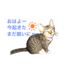 たまちゃん コメントあり（個別スタンプ：2）
