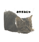たまちゃん コメントあり（個別スタンプ：7）