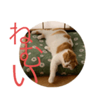ぷりんのぷーちゃん②（個別スタンプ：7）