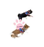 ごんむぎ2（柴犬）（個別スタンプ：1）