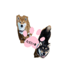 ごんむぎ2（柴犬）（個別スタンプ：2）