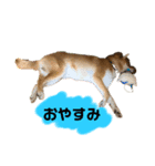 ごんむぎ2（柴犬）（個別スタンプ：3）