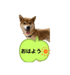 ごんむぎ2（柴犬）（個別スタンプ：4）