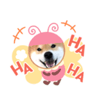 ごんむぎ2（柴犬）（個別スタンプ：5）