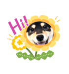 ごんむぎ2（柴犬）（個別スタンプ：6）