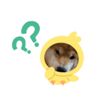 ごんむぎ2（柴犬）（個別スタンプ：7）
