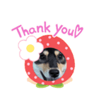 ごんむぎ2（柴犬）（個別スタンプ：8）