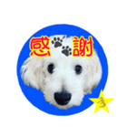 dog Message 23（個別スタンプ：1）